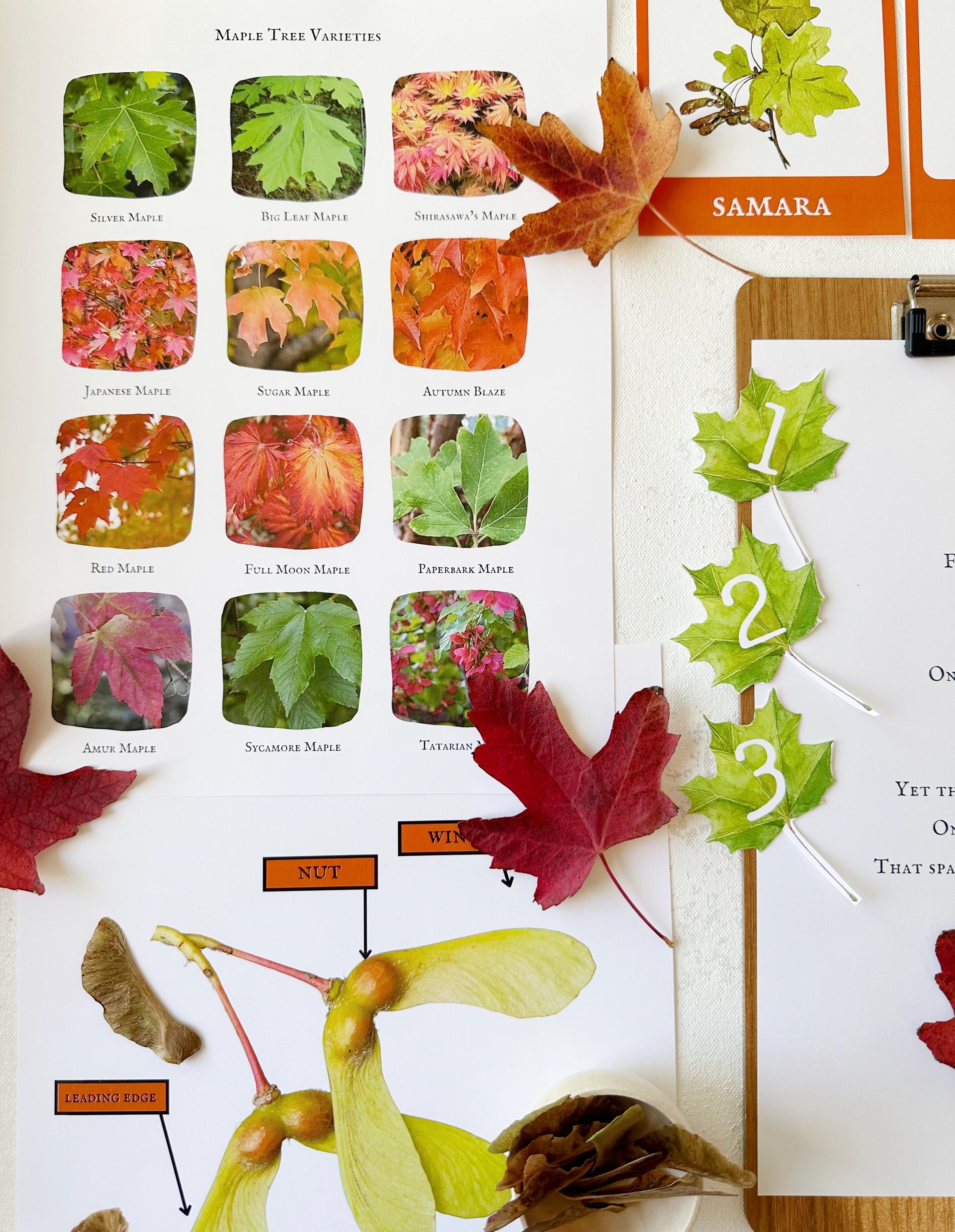 Maple Tree Unit Study, Homeschool Maple Tree Study, Morning Basket ...