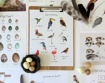 Pacchetto di studio didattico sugli uccelli, scienze naturali per l'homeschooling, schede per l'osservazione degli uccelli