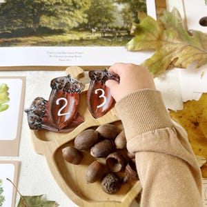 Oak Tree Unit Study, Homeschool Oak Tree Study, Morning Basket Activities