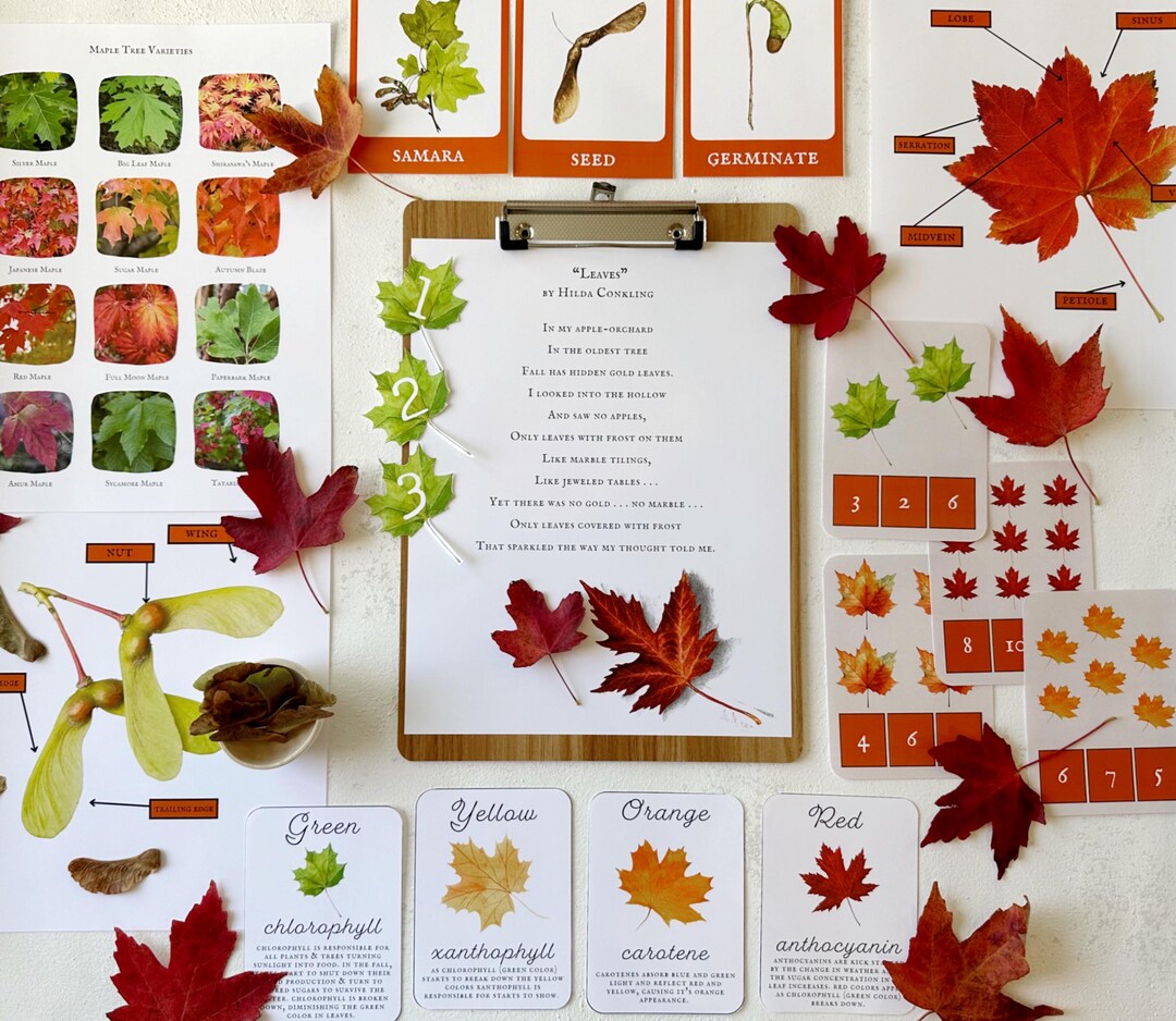 Maple Tree Unit Study, Homeschool Maple Tree Study, Morning Basket ...