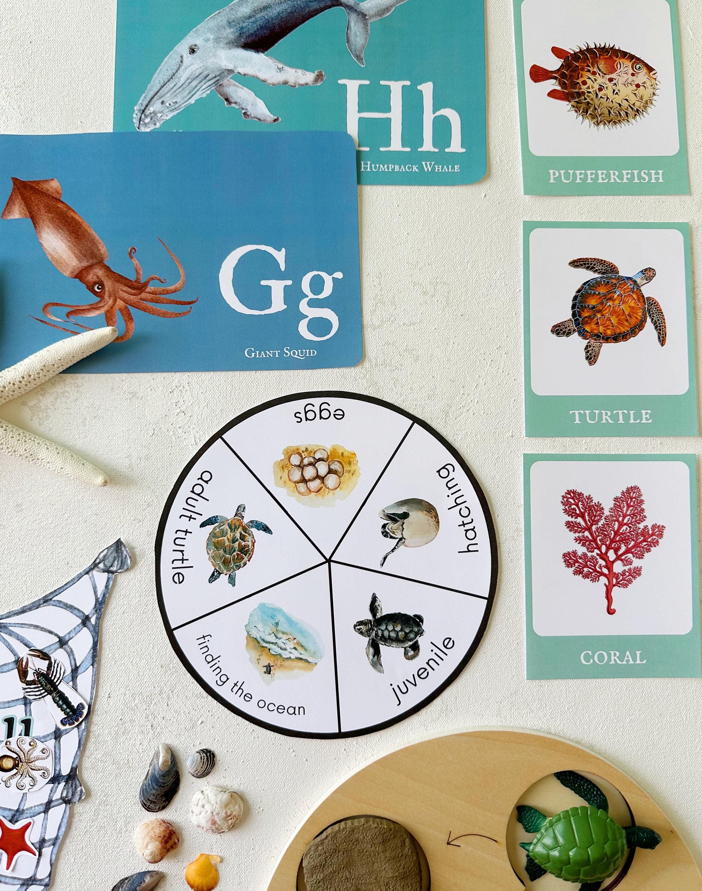 Ocean Unit Study Bundle, Marine Animals, Beach Study, Sea Life ...
