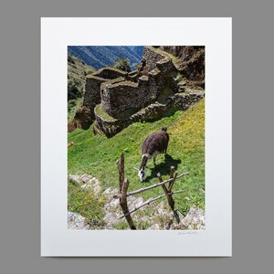 Grazing Llama - Machu Picchu wall art home decor, Peru photograph, matted, signed, and ready to frame by Richard Schultz
