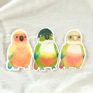 Conure Parrot Vinyl Stickers, 3 Designs