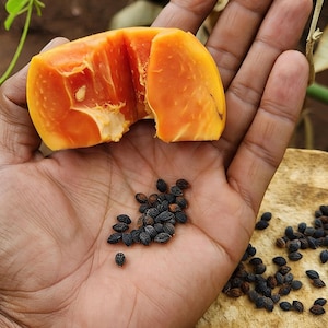 500+ Organic Papaya Seeds, Papaya Seeds Bulk, Freshly Picked, Dehydrated - from UK SELLER