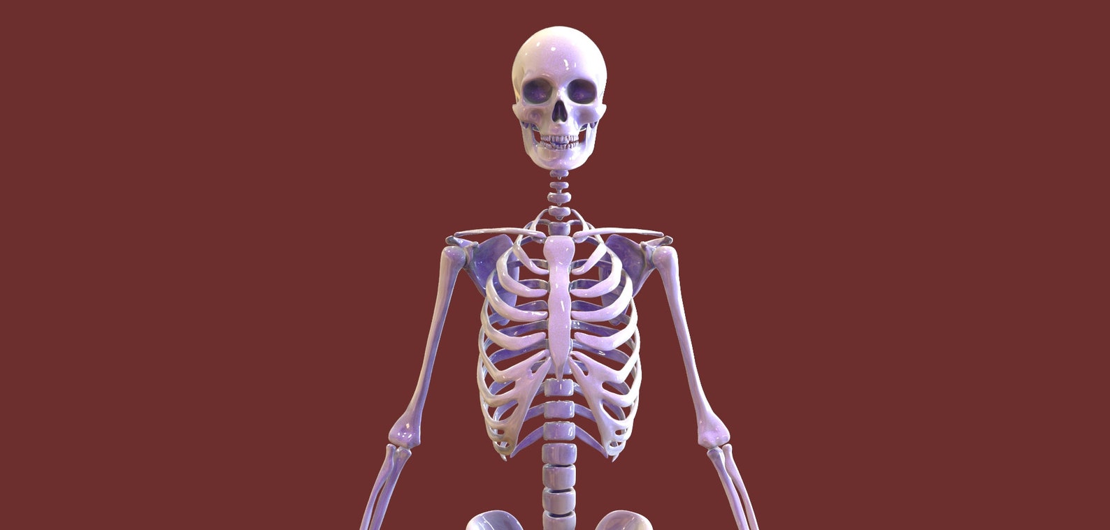 Human Skeleton - Anatomy - 3D Printable STL File - High Quality Digital ...