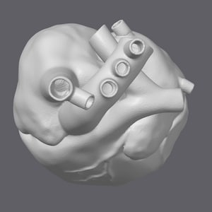 Menselijk hart - Anatomie - 3D afdrukbaar STL-bestand - Hoge kwaliteit digitale download voor 3D-printen - 3D STL-modellen