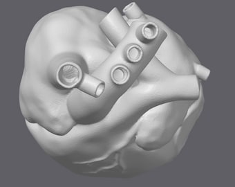 May include: A 3D printed model of a human heart with multiple tubes and valves. The model is white and appears to be made of plastic.