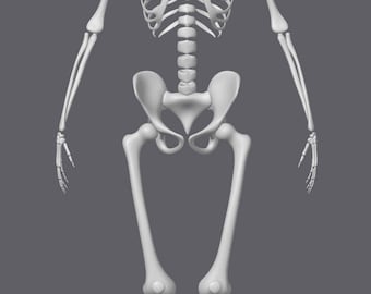 3D Printable Human Skeleton – Anatomy STL Model (Digital Download)