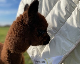 May include: A brown alpaca with dark brown eyes looks at a white down comforter with a gold label that says "Alpaca Farm Premium Edition".