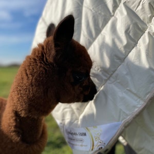 Könnte beinhalten: Ein braunes Alpaka mit dunkelbraunen Augen schaut auf eine weiße Daunenbettdecke mit einem goldenen Etikett, auf dem "Alpaca Farm Premium Edition" steht.