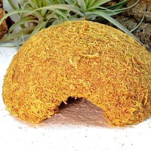 Könnte beinhalten: Ein kuppelförmiges Versteck, das mit strukturierter, goldgelber und grüner Moosoberfläche bedeckt ist. Die Struktur verfügt über eine einzelne bogenförmige Öffnung an der Vorderseite, die einen hohlen Innenraum bietet. Die Oberfläche wirkt faserig.