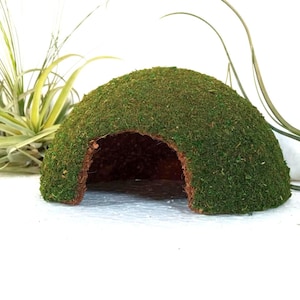Abri troglodyte, coin de jungle conçu pour le bien-être de votre reptile.