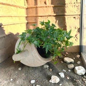 Puede incluir: Un recipiente de cerámica texturizada en color beige claro con dos asas laterales, colocado de lado. El recipiente contiene una planta de hiedra verde exuberante y colgante con hojas variegadas que brotan de la amplia abertura circular.