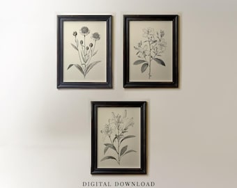 Stampe di schizzi di fiori di giglio vintage, arte murale botanica (download digitale)