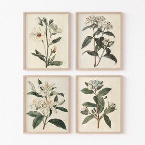 Conjunto de arte de flores blancas, juego de 4 impresiones botánicas, ilustraciones florales blancas vintage, arte de pared de galería neutral, decoración de estilo rústico, arte imprimible
