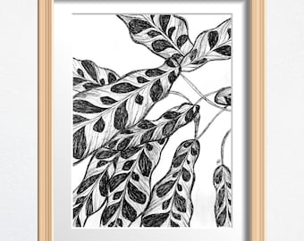 Rattlesnake Plant Art, Plant Lover Gift, Original Drawing Framed, Black and White Sketch 8 x 10 in Ink on Paper, Shelf Decor or Wall Art