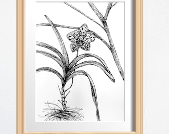Orchid Flower Art, Plant Lover Gift, Original Drawing Framed, Black and White Sketch 8 x 10 in Ink on Paper, Shelf Decor or Wall Art