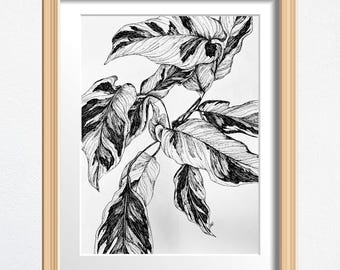 Plant Art, Plant Lover Gift, Original Drawing Framed, Black and White Sketch 8 x 10 in Ink on Paper, Shelf Decor or Wall Art