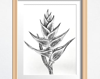Birds of Paradise Art, Plant Lover Gift, Original Drawing Framed, Black and White Sketch 8 x 10 in Ink on Paper, Shelf Decor or Wall Art