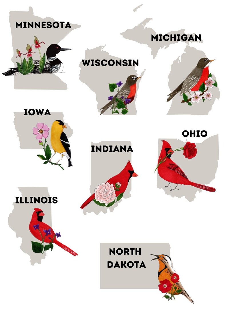 South Dakota State Bird & Flower Art Print 8.5 X 11 fits 8x10 Mat Etsy