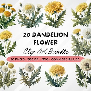 20 Löwenzahn Png, Löwenzahn, Pflanze Clipart, Botanische Illustration, digitaler Download, Kunstdruck für Wanddekoration, Einladungen