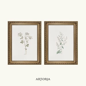 Conjunto de 2 impressões de estudo de flores | Dois pôsteres de desenho de cozinha | Ilustração botânica científica vintage | Arte de parede com ervas culinárias, decoração para casa