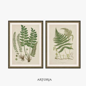 Set of Two British Fern Frond Study Prints | Botanical Garden | Green Leaf Wall Art | Wet Woodland Rockery Decor | Plant Lithograph B977bf