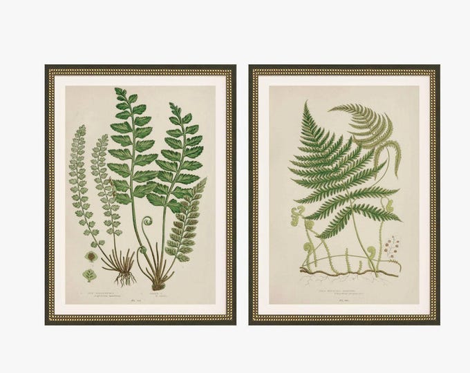 Set of Two British Fern Frond Study Prints | Botanical Garden | Green Leaf Wall Art | Wet Woodland Rockery Decor | Plant Lithograph B977bf