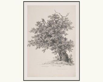 Antique French Tree Study Drawing Print | Vintage Sketch Wall Art | Charcoal Branches Poster | Embossed Pencil Sketch Giclee Lithograph