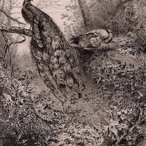 Karl Bodmer, “Peacocks”, Signed etching  (1873)