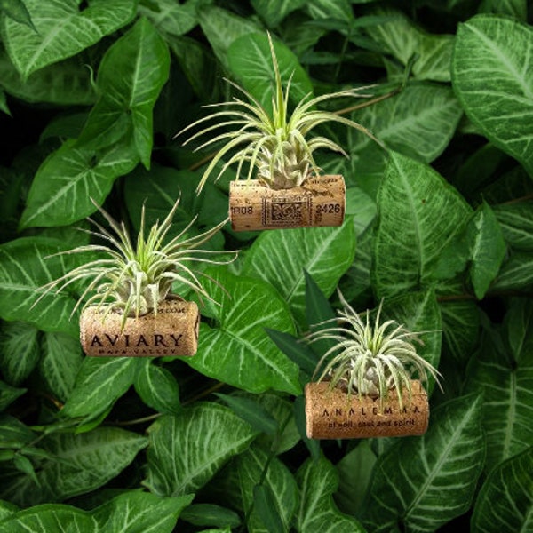 Set of 3 - Air Plant Wine Cork Fridge Magnets ~ Cute Plant Wedding Favors ~ Air Plant Holder for Plant Lovers ~ Kitchen Decor