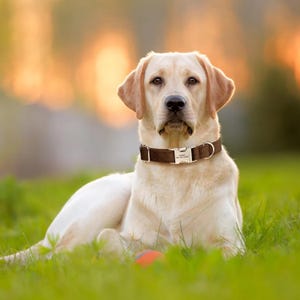 Custom Dog Collars with Classic Buckle, Personalized Dog Collars - 3 Colors, Engraved Polyester Pet Collars, Cute Puppy Collars