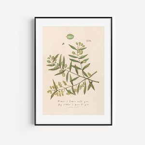 Vintage Scripture Print Download. Vintage Illustration of an Olive Branch and Bible Verse for Kitchen or Dining Room. Peace I Leave With You