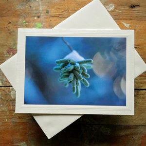 Tarjeta de felicitación con foto hecha a mano de 5 x 7 enmarcable Fotografía floral de amentos de avellana de Verónica Tarjeta de nota en blanco para cualquier ocasión