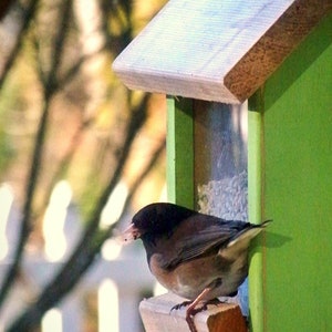 May include: A small bird with dark gray plumage and a black head perches on a wooden bird feeder. The feeder is painted green and has a wooden roof. The bird is eating seeds from the feeder. The background is blurred, with a white fence and trees.