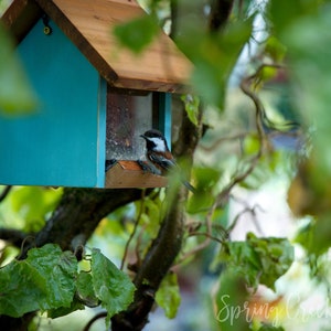 May include: A small blue bird feeder with a brown roof, hanging from a tree branch. A small bird is perched on the feeder, eating seeds.