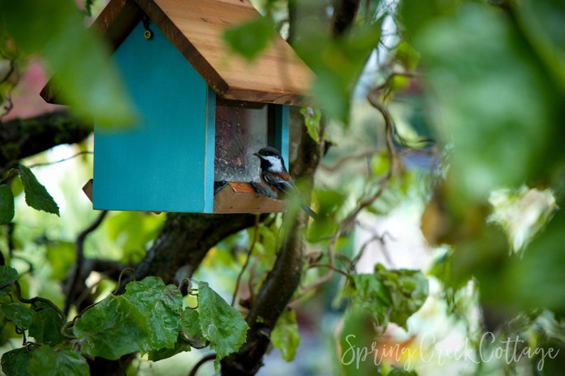 May include: A small blue bird feeder with a brown roof, hanging from a tree branch. A small bird is perched on the feeder, eating seeds.