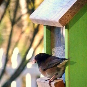 May include: A small brown and black bird with a light-colored beak perches on a wooden bird feeder. The feeder is green and has a clear plastic window. The bird is looking to the left.