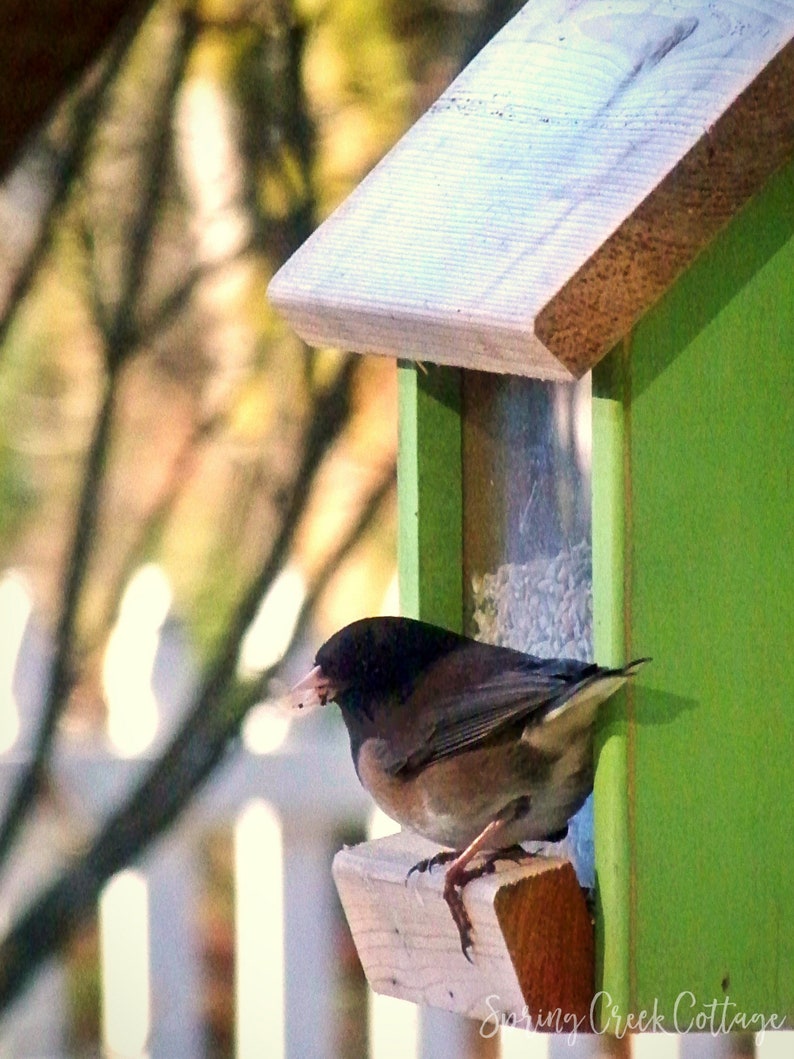May include: A small brown and black bird with a light-colored beak perches on a wooden bird feeder. The feeder is green and has a clear plastic window. The bird is looking to the left.