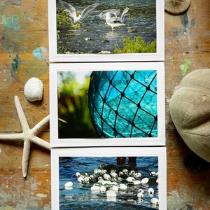 Puede incluir: Tres tarjetas con diferentes imágenes. La tarjeta superior muestra tres gaviotas en un cuerpo de agua poco profundo. La tarjeta del medio muestra un primer plano de una red azul y verde. La tarjeta inferior muestra un grupo de boyas blancas flotando en agua azul.