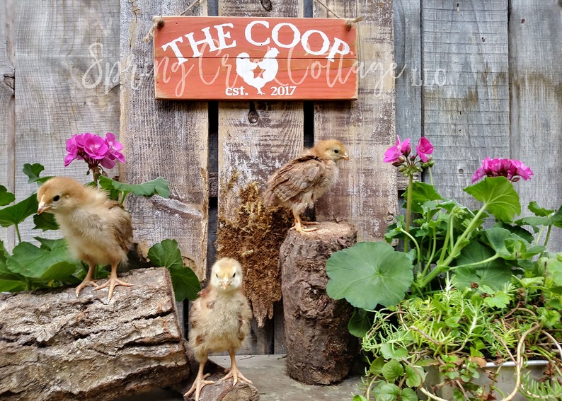 The Coop Rustic Farmhouse Kitchen Established Sign Chicken Coop Sign Handpainted Modern Rustic Barn Chicken Decor Home Decor Gifts