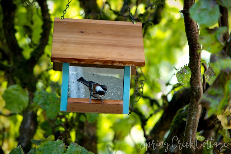 May include: A wooden bird feeder with a small bird perched inside. The feeder has a brown roof and a clear front, with teal-colored accents. The bird has black, white, and brown feathers. The feeder is hanging from a chain in a tree.