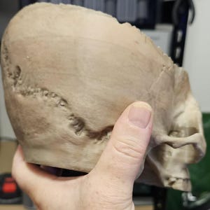 May include: A tan-colored, 3D-printed human skull model. The skull is held in a hand, showcasing the side profile with detailed features like sutures and eye sockets. The model has a rough texture and appears to be made of plastic.