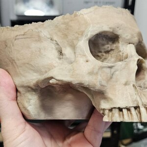 May include: A detailed, beige-colored human skull replica. The skull features realistic bone texture, eye sockets, nasal cavity, and teeth. This anatomical model is ideal for educational or decorative purposes.