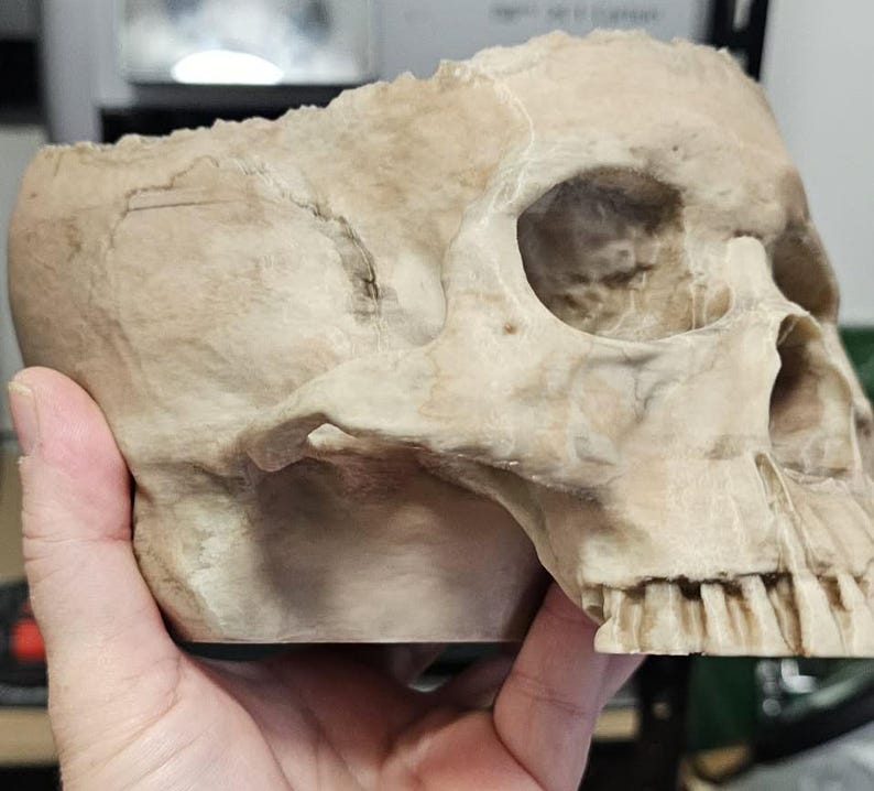 May include: A detailed, beige-colored human skull replica. The skull features realistic bone texture, eye sockets, nasal cavity, and teeth. This anatomical model is ideal for educational or decorative purposes.