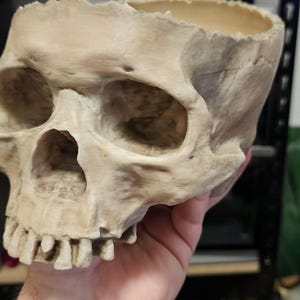 May include: A beige skull-shaped container with a hollowed-out top. The skull has visible eye sockets, nasal cavity, and teeth. The container is held by a hand, suggesting it is a decorative item or a unique planter.