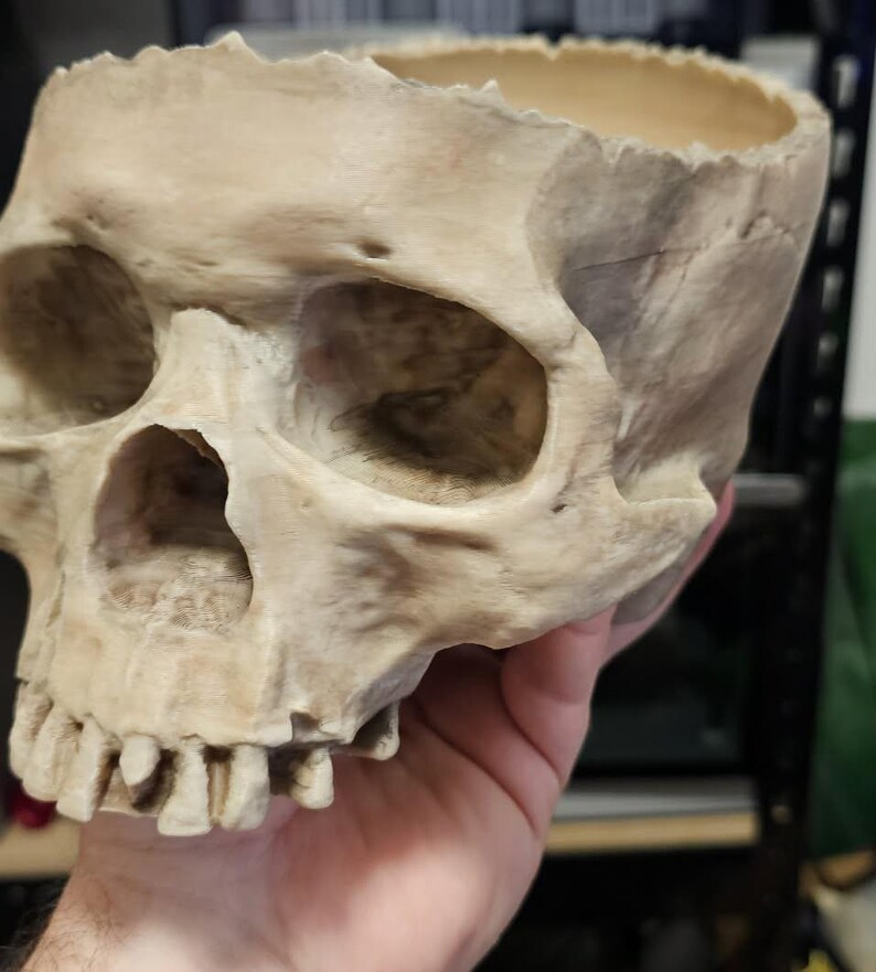 May include: A beige skull-shaped container with a hollowed-out top. The skull has visible eye sockets, nasal cavity, and teeth. The container is held by a hand, suggesting it is a decorative item or a unique planter.