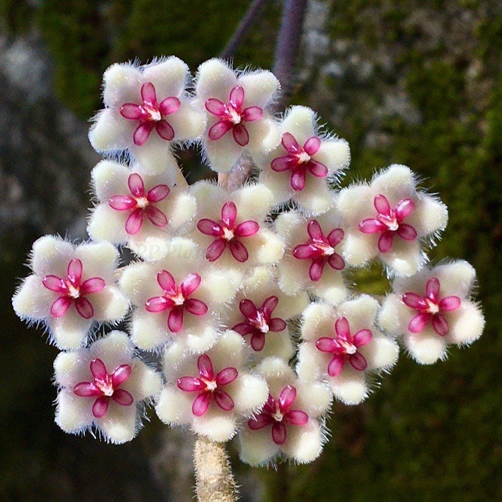 花座つき　ホヤ　プワアエンシス　Hoya phuwuaensis サクララン② Hoya phuwuaensis - Etsy 日本
