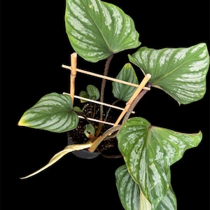 Philidendron Mamei with Silver Leaves 6” pot Live Houseplant