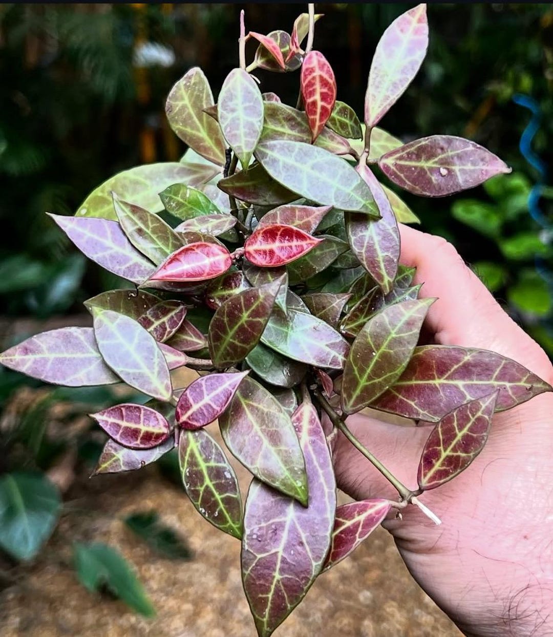 Hoya Rebecca Rooted in Tree Fern Mix Live Plant - Etsy